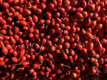 Foto de Bayas rojas ovaladas y redondas de rosa mosqueta maduras, vista superior de bayas sanas usadas en medicina después de la cosecha - Imagen libre de derechos
