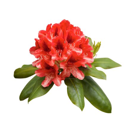 Red rhododendron flowers, close up shot isolated on white background