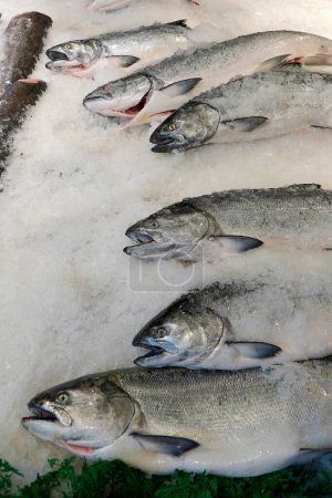 Téléchargez les photos : Saumon roi frais sur la glace dans un marché aux poissons à Seattle, WA - en image libre de droit