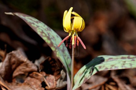 Foto de Close-up of a Yellow Trout Lily, Erythronium americanum, in bloom - Imagen libre de derechos