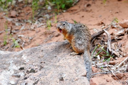 Photo for Rock Squirrels, Otospermophilus variegatus, are native to Mexico and Southwestern USA. - Royalty Free Image