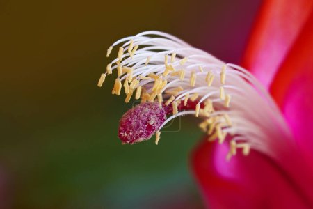Gros plan d'une fleur de cactus de Noël - Schlumbergera- en fleur montrant les détails des étamines et pistil