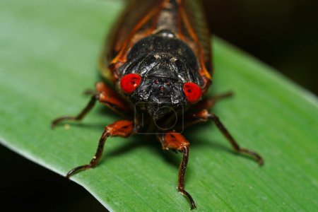 Foto de Primer plano de una Cicada. Cicada periódica de 13 años de la cría XIX emergente en Carolina del Norte abril 2024. - Imagen libre de derechos