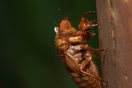 Muschel oder Exsuvia, die zurückgelassen werden, nachdem sich eine Zikaden-Nymphe in einen Erwachsenen verwandelt hat