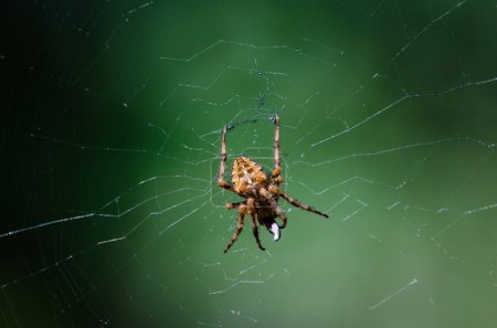 Nahaufnahme über der Ansicht einer Orb Weaver Spinne auf ihrem sonnenbeschienenen Netz mit grünem Hintergrund