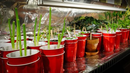 Perspective view of an indoor container garden with seedlings in red plastic cups.
