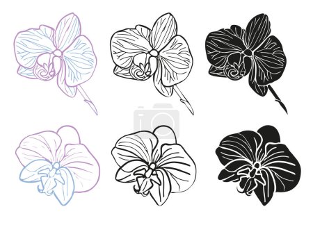 Illustration for Orchid tropical silhouette, line art flower head set. Vector hand drawn illustration for design of card or invite, logo. Isolated on white background - Royalty Free Image