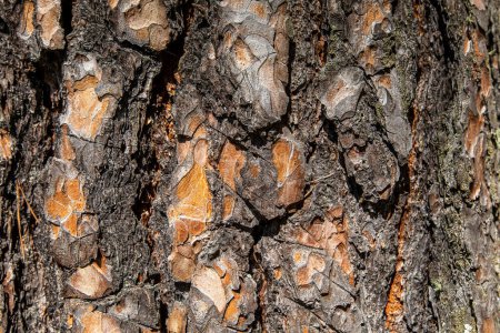 Photo for Wood texture. Natural wooden tree trunk. wood grain pine. Much Mixed Wood texture with natural pattern. Wood texture with natural pattern. - Royalty Free Image