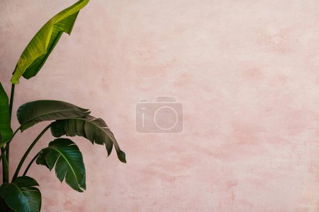 Foto de Foto real de la pared rosa moderna y planta de casa verde a la izquierda. Mucho espacio de copia en el fondo. Luz natural. - Imagen libre de derechos