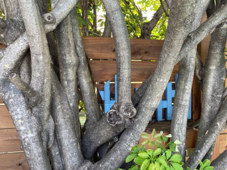 Téléchargez les photos : Treasure Island, Fla USA - 08 09 23 : Treasure Island branches d'arbres étranges clôture en bois brun - en image libre de droit