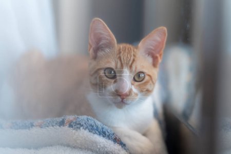 Téléchargez les photos : De près. chat brun et blanc aux yeux jaunes couché près de la fenêtre - en image libre de droit