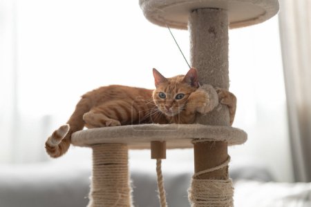 Foto de Gato tabby marrón con ojos verdes juega en la parte superior de una torre de arañazos - Imagen libre de derechos
