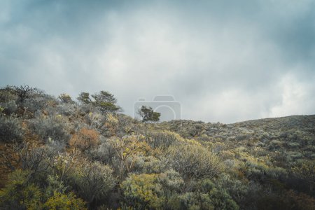 Foto de Paisaje desértico y volcánico en El Sabinal. La isla del Hierro. Islas Canarias. España - Imagen libre de derechos