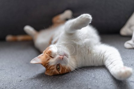 Foto de Gato marrón y blanco con ojos amarillos en un sofá gris. de cerca - Imagen libre de derechos