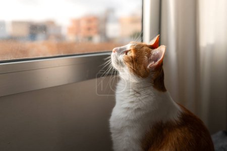 Foto de Gato marrón y blanco con ojos amarillos mira fuera de la ventana. de cerca - Imagen libre de derechos