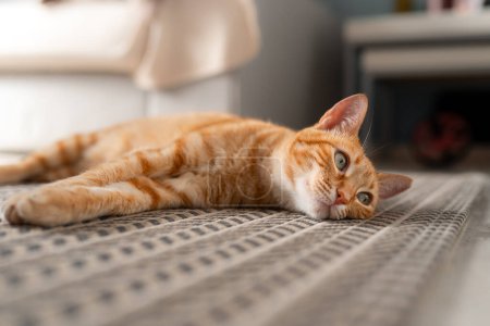 Foto de De cerca. gato tabby marrón con ojos verdes acostado en una alfombra - Imagen libre de derechos