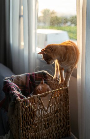 Foto de Dos gatos domésticos juegan en una canasta de mimbre junto a la ventana - Imagen libre de derechos