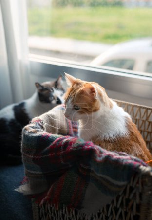 Foto de Dos gatos domésticos juegan en una canasta de mimbre junto a la ventana - Imagen libre de derechos