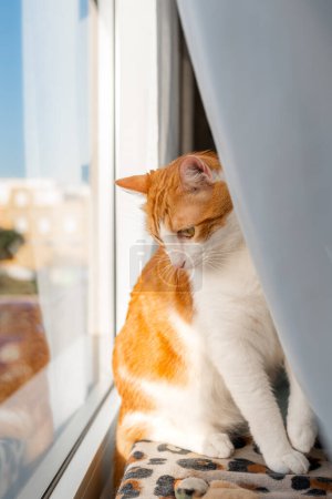 Foto de Gato marrón y blanco con ojos amarillos junto a la ventana al atardecer - Imagen libre de derechos