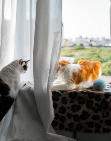 Foto de Dos gato doméstico interactuar por la ventana al atardecer - Imagen libre de derechos