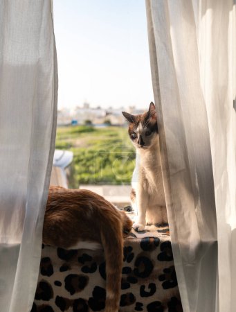 Foto de Dos gato doméstico interactuar por la ventana al atardecer - Imagen libre de derechos