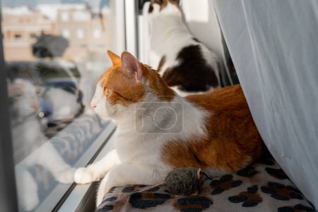 Foto de Gato marrón y blanco con ojos amarillos junto a la ventana al atardecer - Imagen libre de derechos