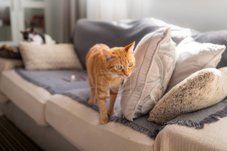 Foto de Gato tabby marrón con ojos verdes en un sofá bajo la luz de la ventana - Imagen libre de derechos