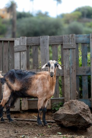 brown goat in a stable looks at the camera. vertical composition
