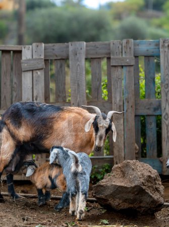 newborn goats in a stable suckle from their mother,s udder