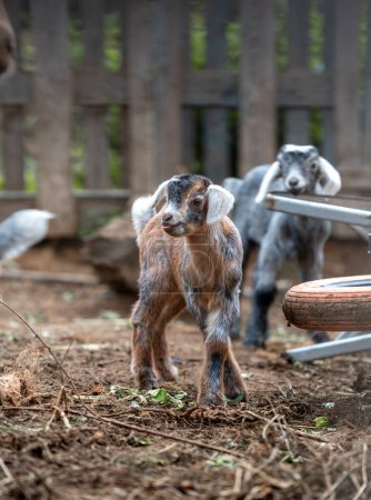 some newborn goats playing inside a stable