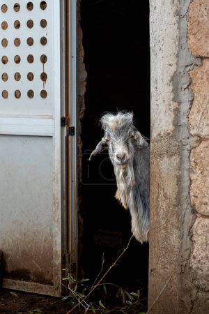 gray male goat inside a stable