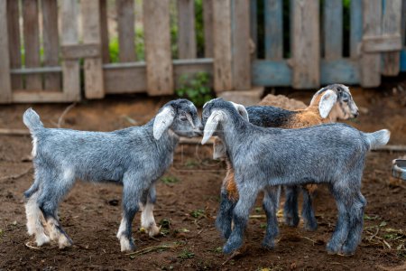 some newborn goats playing inside a stable