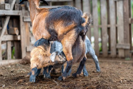 neugeborene Ziegen im Stall von ihrer Mutter gesäugt, s Euter