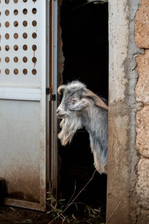 gray male goat inside a stable