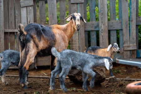 brown goat and some newborn goats playing inside a stable