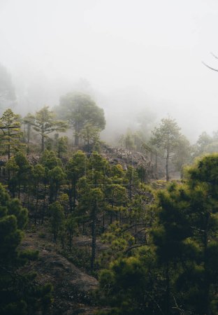 Tamadaba pine forest landscape in a foggy day