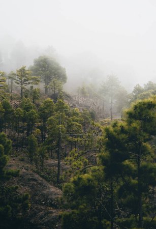 Tamadaba paisaje del bosque de pinos en un día de niebla