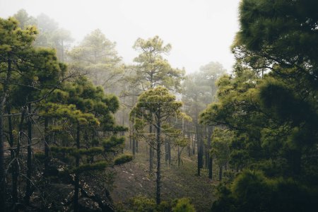 Téléchargez les photos : Paysage de la forêt de pins de Tamadaba par une journée brumeuse - en image libre de droit