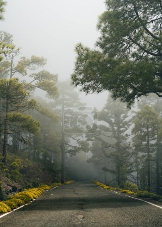 Tamadaba paisaje del bosque de pinos en un día de niebla