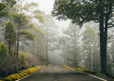 Tamadaba pine forest landscape in a foggy day