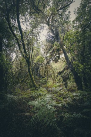 Lush laurisilva forest "La Llania". El Hierro. Canary Islands