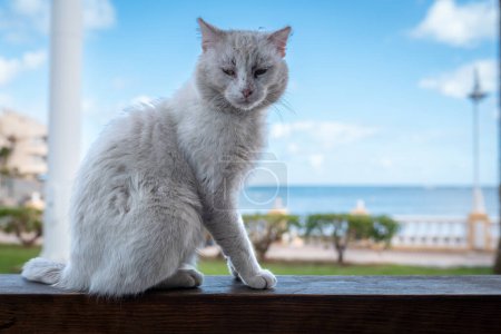 Foto de Gato albino mira a la cámara - Imagen libre de derechos