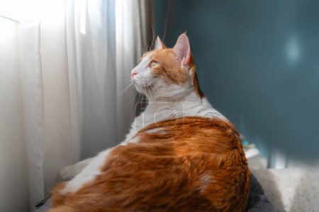 Foto de Gato marrón y blanco con ojos amarillos debajo de la ventana - Imagen libre de derechos