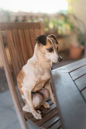 common white and brown dog sitting on a chair in the garden