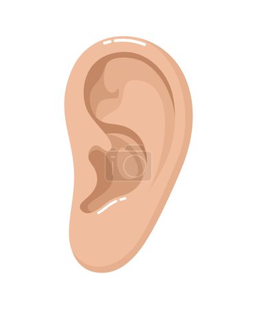 Oído humano aislado sobre fondo blanco. Ilustración vectorial plana