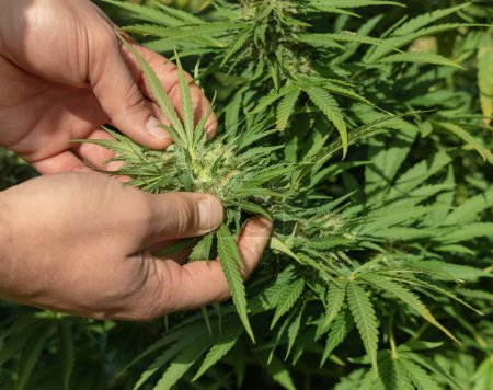Landwirt mit Hand, der die Qualität des blühenden Marihuanas kontrolliert. Bio-Cannabis Sativa weibliche Pflanzen mit CBD. Legale Plantage mit qualitativ hochwertigem medizinischem Cannabis für medizinische Zwecke