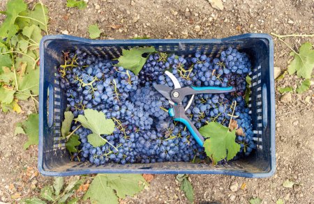 Photo for Freshly cut and harvested red grapes with secateurs in plastic crate on grain top view during grape harvest in South Italy vineyard. - Royalty Free Image
