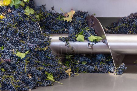 Red grapes are crushing by industrial steel grape crusher machine. Metal grape stalk separator machine during the harvest. Autumn in South Italy contemporary winemaker factory