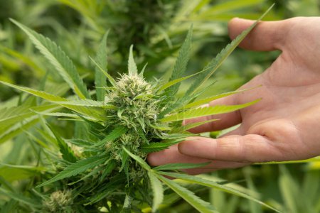 Landwirt mit Hand, der die Qualität des blühenden Marihuanas kontrolliert. Bio-Cannabis Sativa weibliche Pflanzen mit CBD. Legale Plantage mit qualitativ hochwertigem medizinischem Cannabis für medizinische Zwecke
