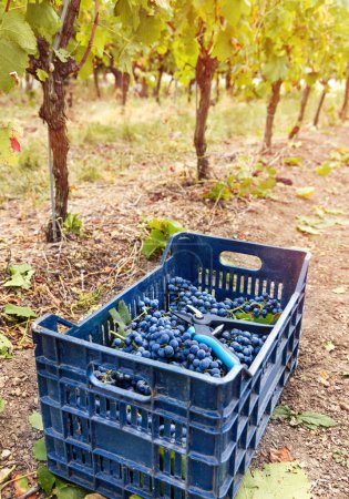 Photo for Freshly cut and harvested red grapes with secateurs in plastic crate against the grapevines at sunset during grape harvest in South Italy vineyard. - Royalty Free Image